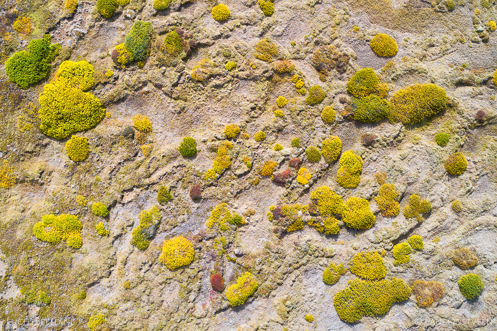 Bushes in autumn colours in Kjölur in the highlands of Iceland. Aerial photo captured straight down by drone.